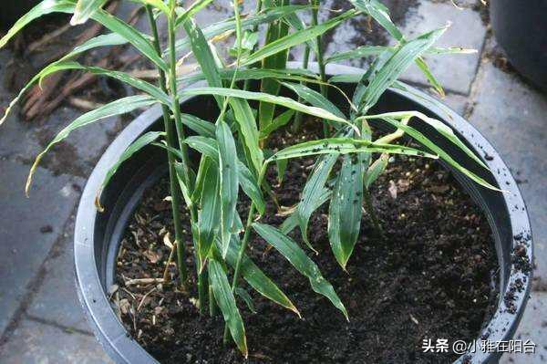 生姜的种植方法，生姜种植的方法和步骤（3个月长成漂亮“富贵竹”）