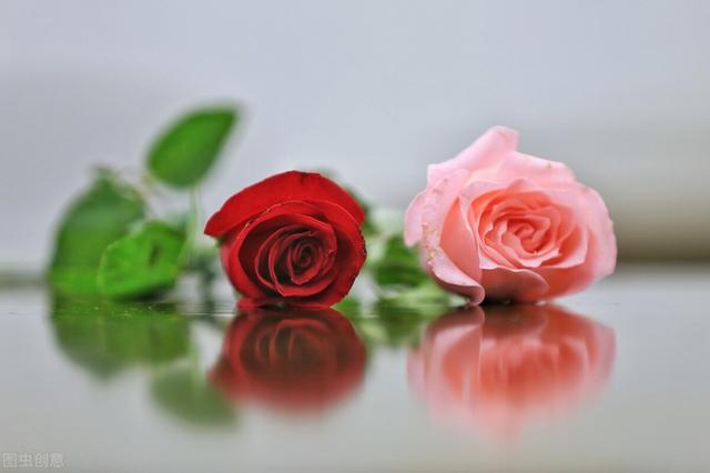 郁金香花语和寓意，你们知道这些花的花语吗（黄色郁金香花语和寓意）