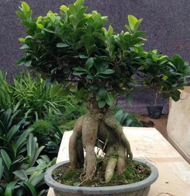 榕树盆景怎样造型，榕树盆景怎样造型图解（做好这些养护细节）