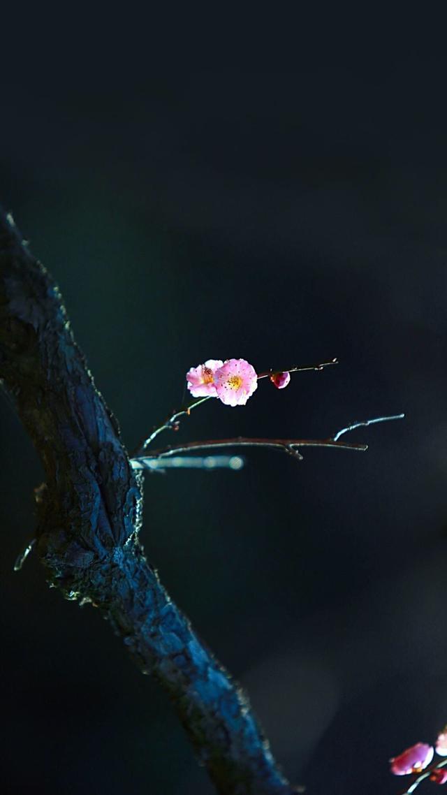 优质唯美壁纸，唯美好看壁纸（20张精选唯美壁纸图片）