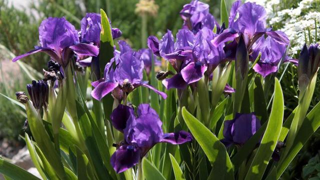 什么花是蓝色的，什么花是淡蓝色的（夏季种花就得选“清凉花”）