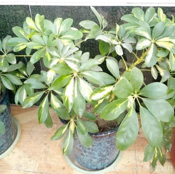 鹅掌柴的作用与功效，鹅掌柴的功效与作用（一养就能养20年）