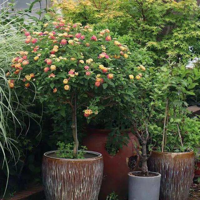 一帆风顺花有毒吗，一帆风顺花草有毒吗（家里养了宠物的朋友）