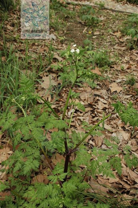 本草图经作者是谁，《本草图经》的作者（芎藭 蘼蕪 藁本）
