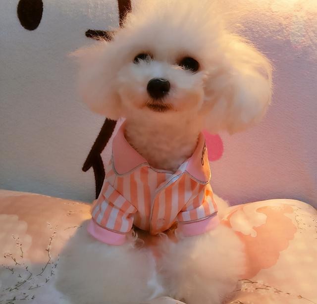 狗种类大全及名称，狗狗品种名称大全（“超可爱”的8种狗）