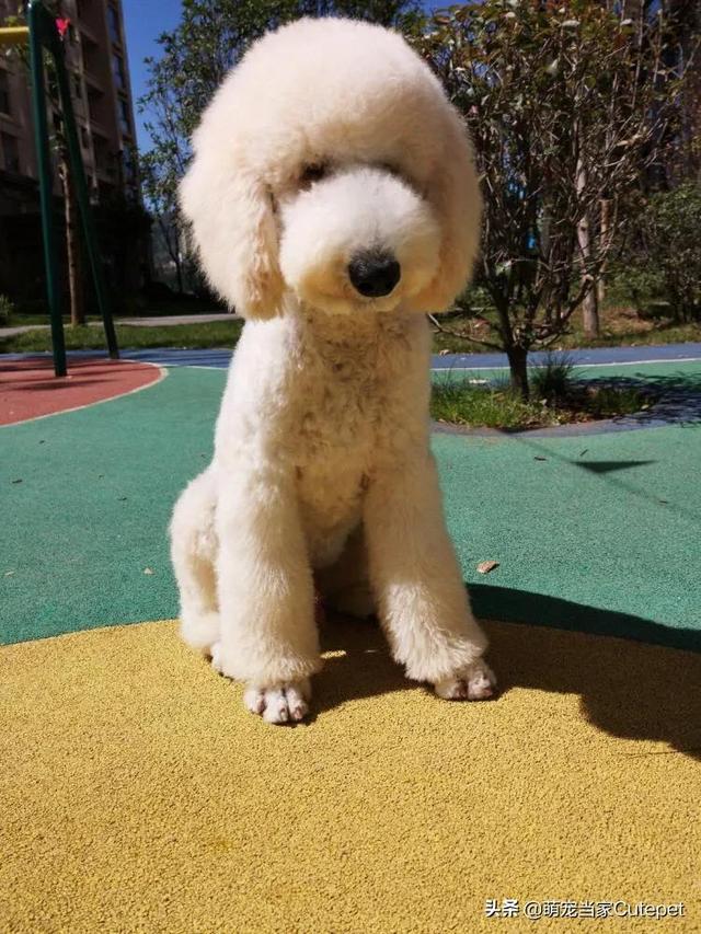 巨贵犬哪个颜色贵，养巨贵一个月的开销（真的是温柔的大型泰迪熊吗）