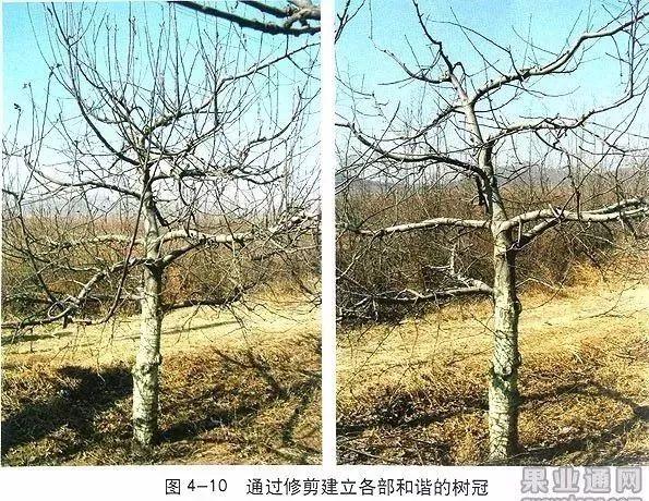 苹果树修剪技术，苹果树修剪技巧（苹果树“傻瓜式”修剪技术）