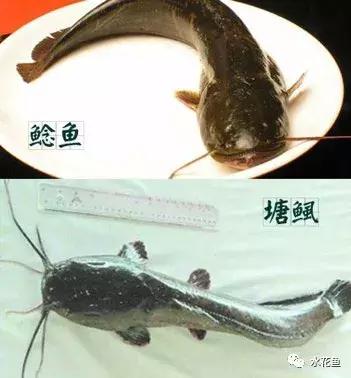 用什么农药药鱼，用什么农药药鱼最厉害（常用鱼药的优缺点与药用量及品种禁忌）