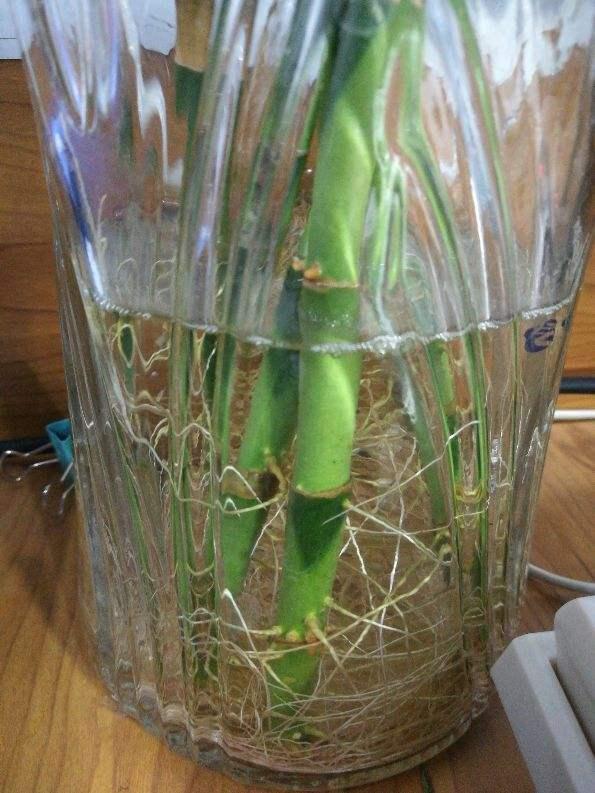 富贵竹怎么养殖不黄叶，6个富贵竹的养殖方法和注意事项