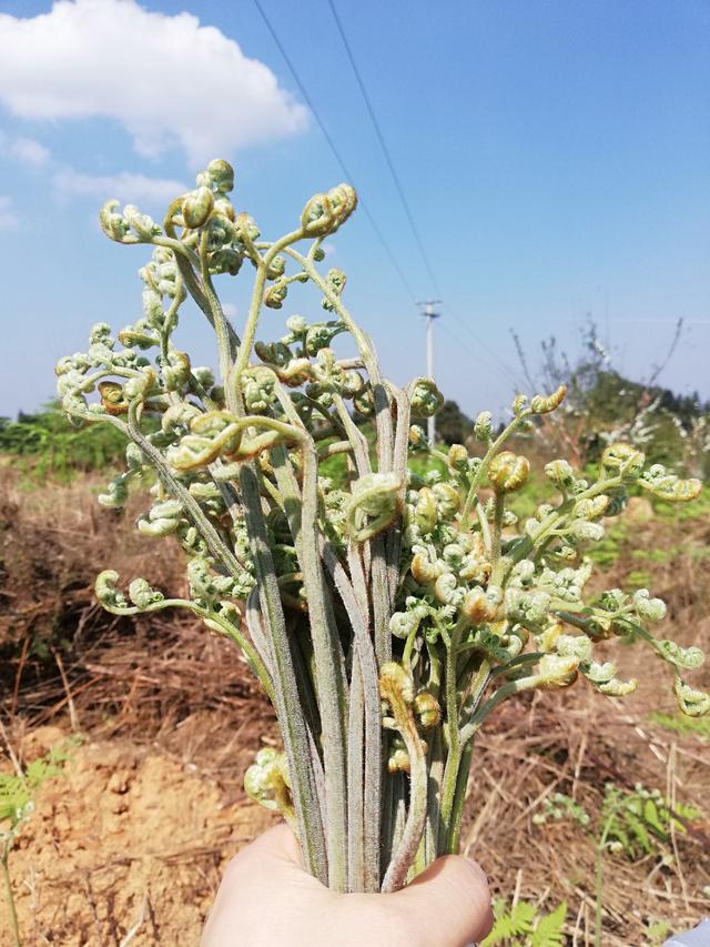 蕨菜致癌是真的吗，蕨菜的功效作用及危害（别因偏见误会这种植物了）