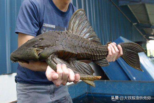 吸盘鱼（吸盘圆鳍鱼，这种垃圾鱼为何如此疯狂（观赏吸盘鱼）