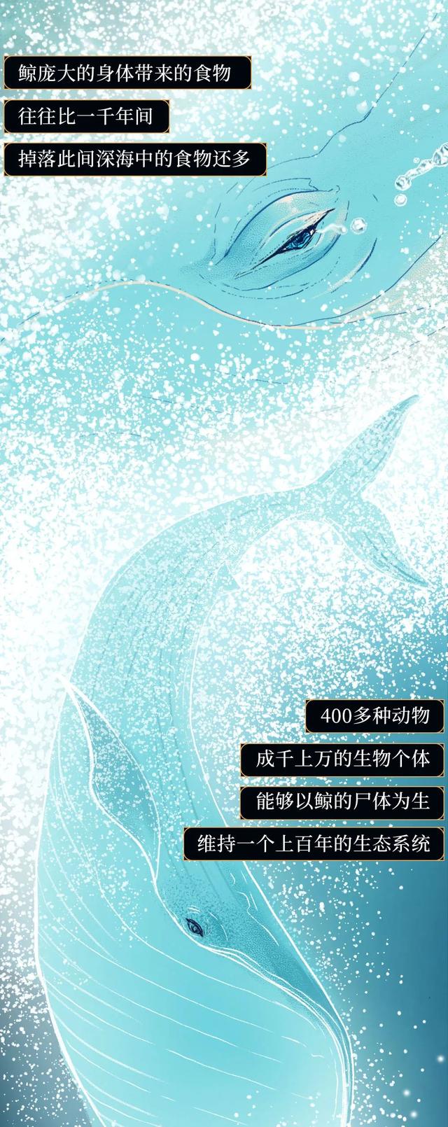 一鲸落万物生什么意思，万物生是什么意思（深入解析什么是“一鲸落）