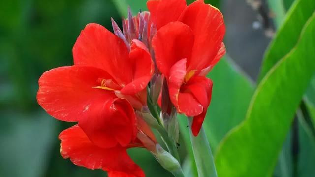 伯利恒之星花语,查自己的本命花(感受生活的温度<二>) 伯利恒之星花语,查自己的本命花(感受生活的温度<二>)