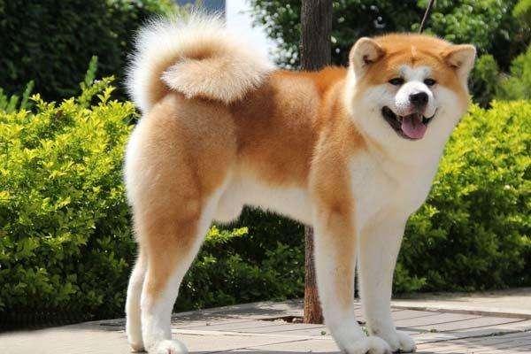 宠物狗品种图片大全，宠物狗的品种（常见宠物狗大全：品种）