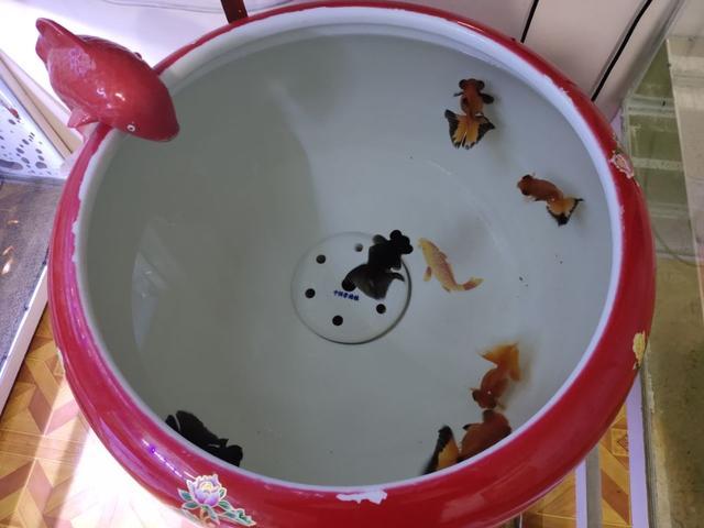 冷水观赏鱼养殖方法和注意事项，常见几种冷水观赏鱼的饲养水位和饲养密度