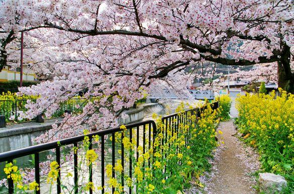 关于樱花的诗句，关于樱花的诗句有哪些（诗词鉴赏-岁岁樱花树树春）