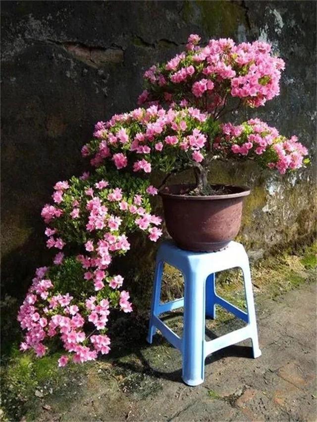 东洋杜鹃怎么养，花开的比叶还多