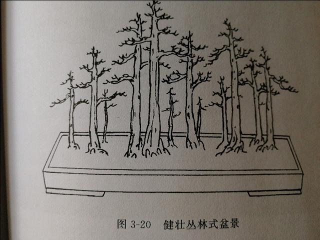 树木盆景常见的五种造型和特点，树木盆景主要形式造型实例七健状丛林式
