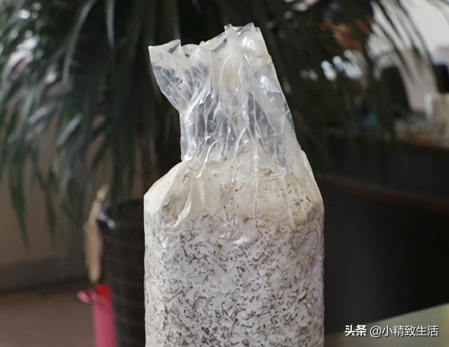种植蘑菇菇方法，种植蘑菇菇方法有哪些（自己种的就是香）