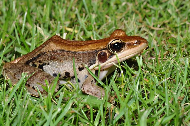 世界上有几种蛙类.，世界上有几种蛙类名字（赣南农村的几种常见青蛙）