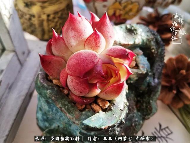 雪候鸟是什么意思，雪候鸟歌词表达什么意思（多肉于我从来不是锦上添花）