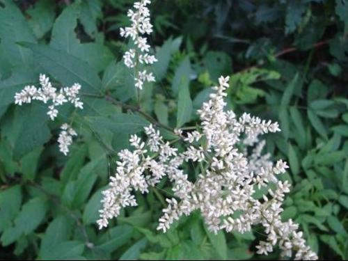 六月雪的功效与作用，“六月雪”和“六月霜”指的是哪几种植物