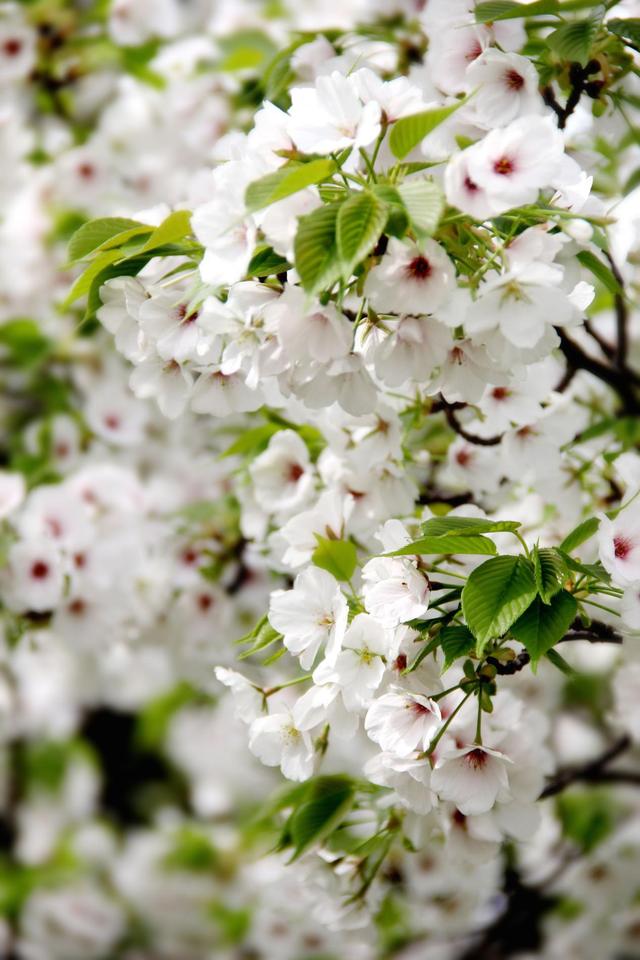 聪明漂亮有实力的星座女，天生是学霸的五大星座（“聪明优秀的几大星座女”）