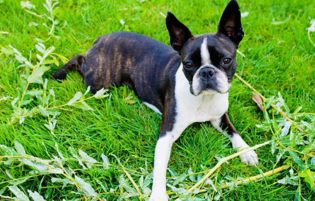 波士顿梗喂食要点介绍,波士顿梗犬的照片(物种百科:波士顿梗)