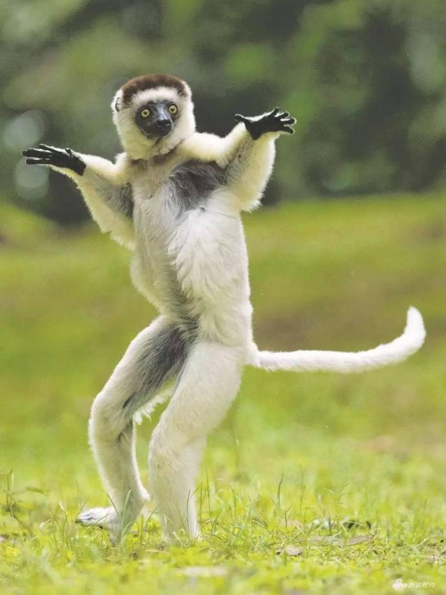 非洲最大的岛屿，非洲最大的岛屿叫什么（非洲最大的岛——马达加斯加岛）