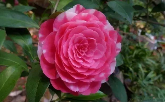 如何识别六角大红茶花，如何识别六角大红茶花的真假（带你认识名贵茶花品种）