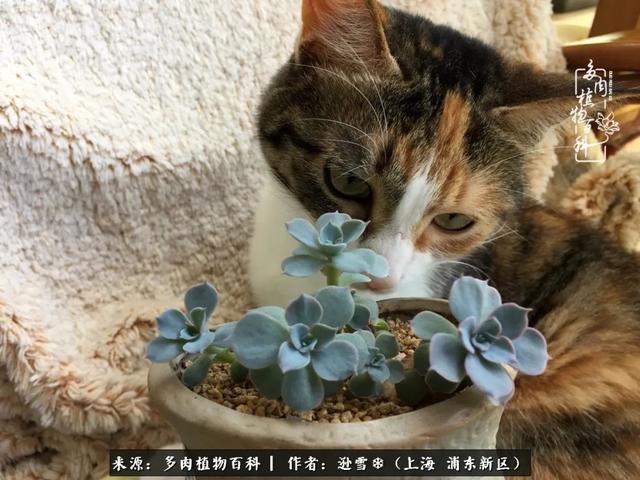 多肉植物图片，感恩相遇，余生相互关照（若绿多肉植物图片）
