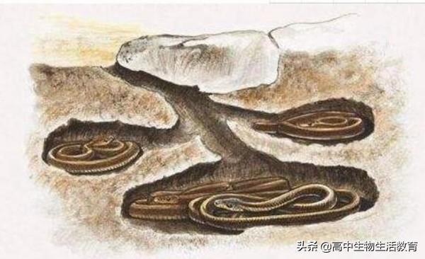 小动物怎样过冬(动物冬天是怎样过冬的)插图