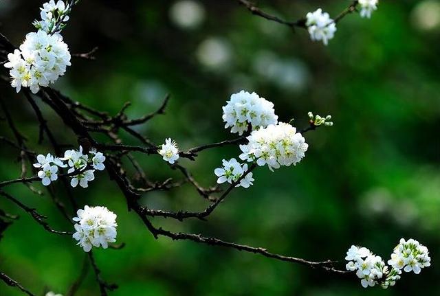 关于李子花的诗句，关于李子花的诗句经典（李花怒放一树白）