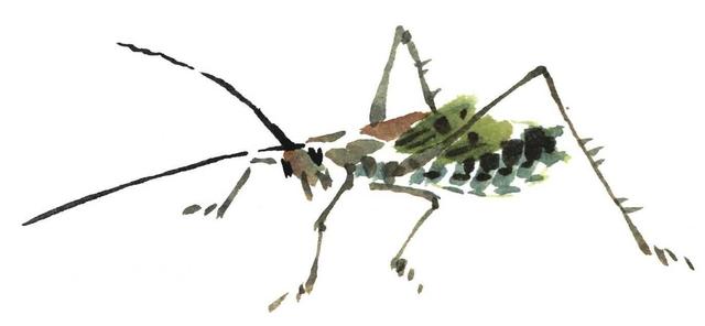 纺织娘是蝈蝈吗，纺织娘蝈蝈蛐蛐三大鸣虫宠物（学会几分钟一幅国画）