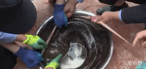 最大的两栖动物，最大的两栖动物是什么（六盘山首次发现一巨型野生大鲵）