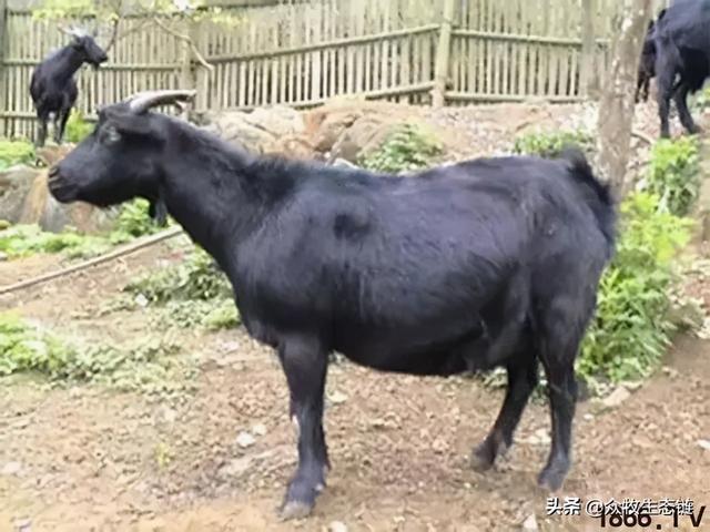 大同特产，世界上最好的羊，看看都在哪（大同特产有什么可以送礼的）