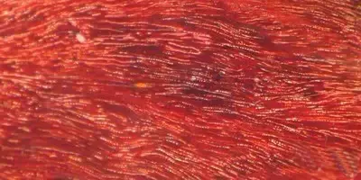 缅甸花枝是红木吗，缅甸花枝是红木吗值钱吗（18种濒危管制红木木种盘点）