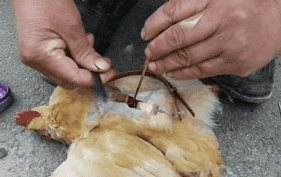 鸡子是什么，这个高薪行业即将消失（鸡子是什么器官）