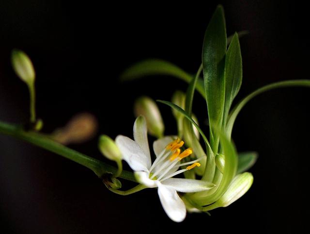 兰花有什么特点，兰花的特征和特点（养兰必须要了解的六点兰花生长习性）