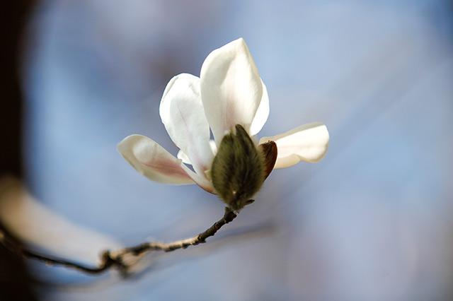 各个城市的市花，各个城市的市花是什么（你知道自己城市的市花吗）