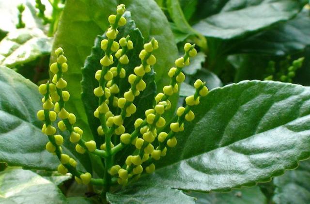 珠兰，米兰和珠兰如何分辨（珠兰花图片）