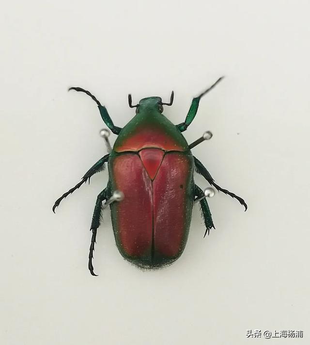 昆虫的秘密有哪些,了解昆虫世界的秘密 昆虫的秘密有哪些,了解昆虫世界的秘密