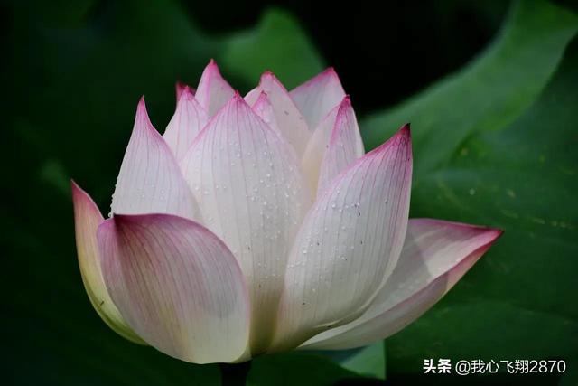 荷花可以用什么形容词，荷花用什么形容词修饰（过雨荷花别样艳）