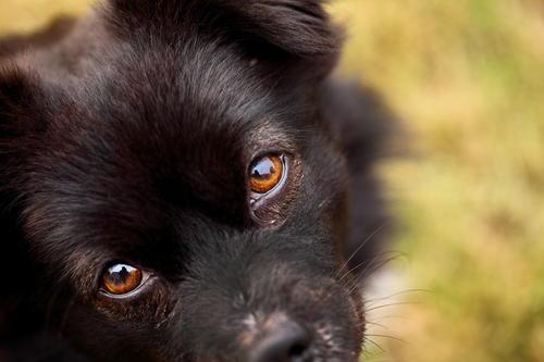 男人梦见被大黑狗咬什么预兆 男人梦见被大黑狗咬好不好，男人梦见被大黑狗咬什么预兆（大黑“旺旺”）