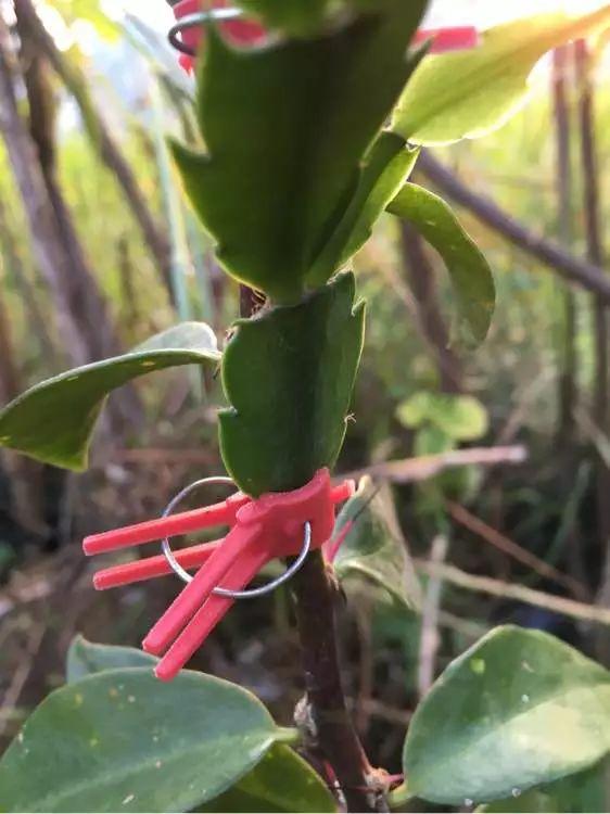 蟹爪兰可以嫁接到哪些花上，蟹爪兰与3种花“天生一对”