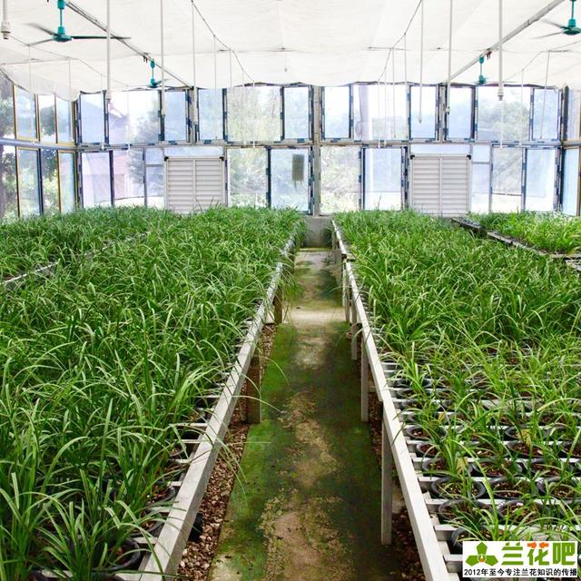 怎样养好兰花，怎样养好兰花学元红素（记得收藏备用）