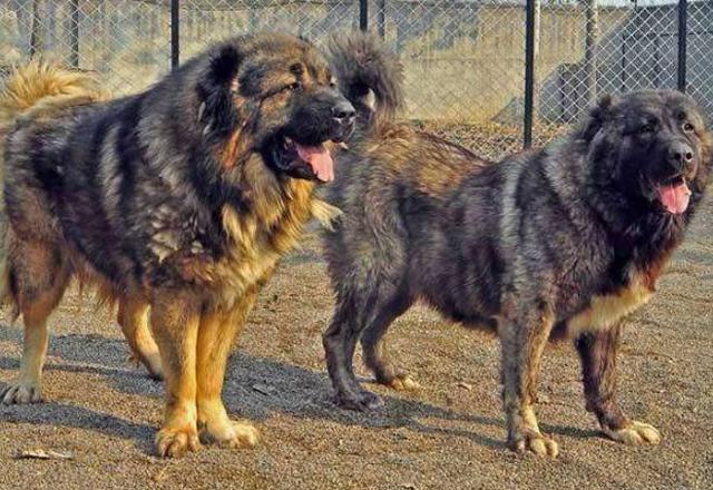 女生适合养的护卫犬，什么狗最适合在家庭饲养保护家园（有它们在身边就像雇个保镖）