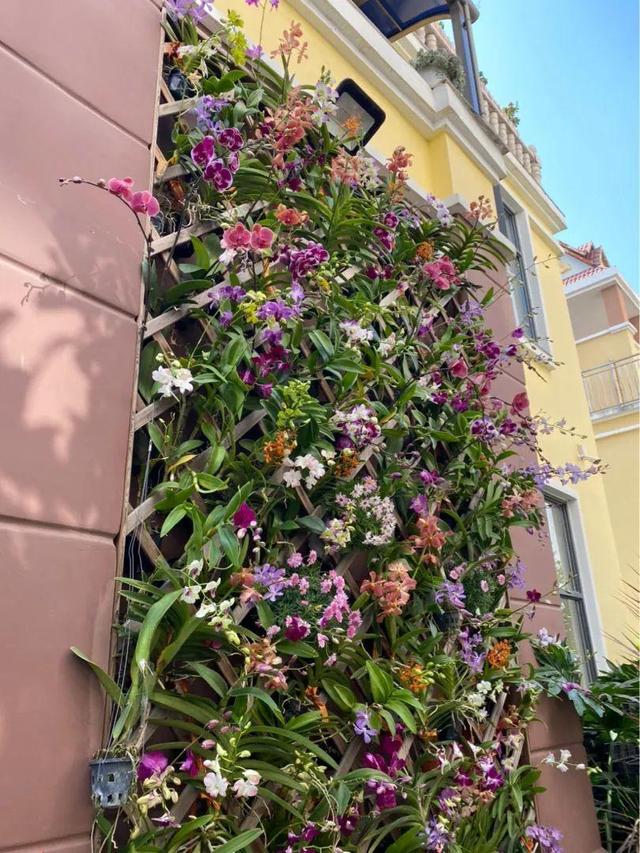 鸟尾花的繁育管理，鸟尾花 花期（30种耐阴花）