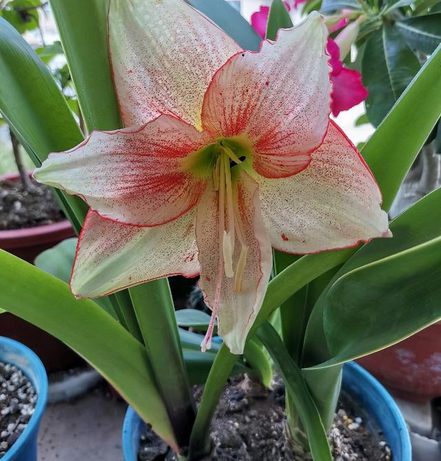 朱顶红开完花后应该怎么处理，朱顶红开花后怎么处理（还能欣赏一茬花）