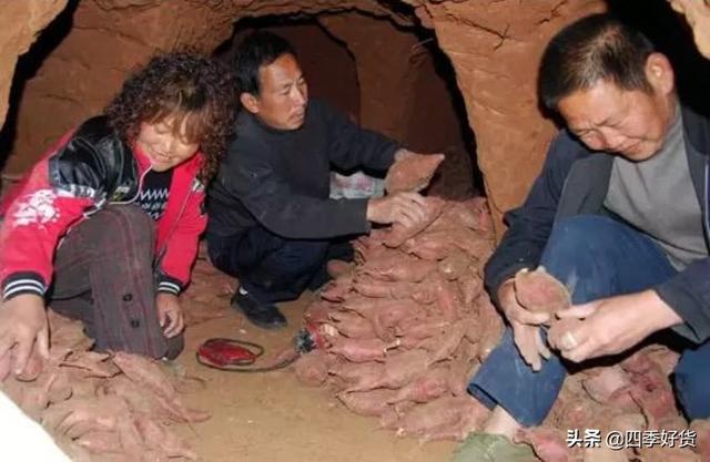 红薯怎么保存不会烂掉，红薯怎么样保存不会烂（这个方法越放越甜）